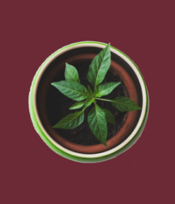 plant hero1.jpg